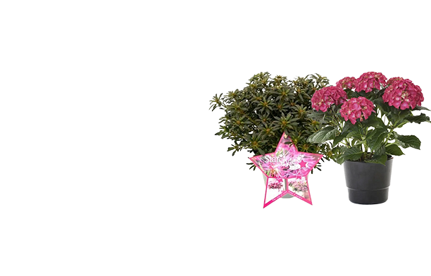 Rododendrams ir hortenzijoms