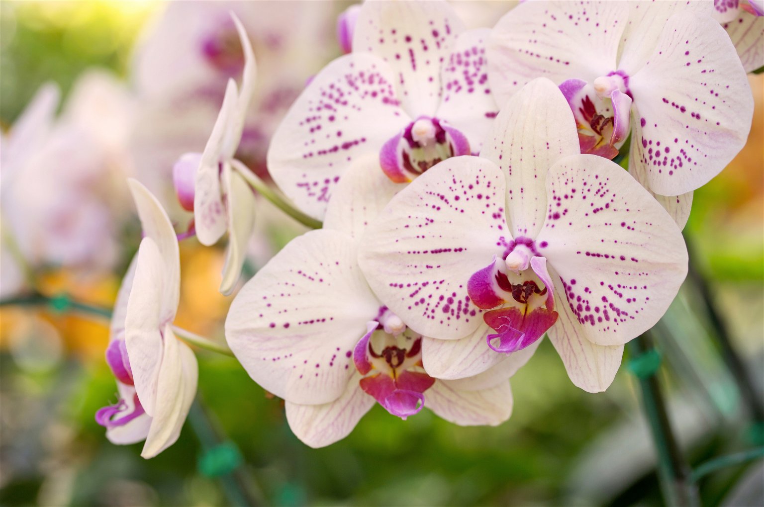 Gausiai žydinčių orchidėjų paslaptis slypi specialiuose vazonuose